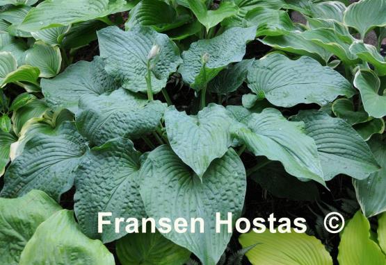 Hosta Frank Lloyd Wright